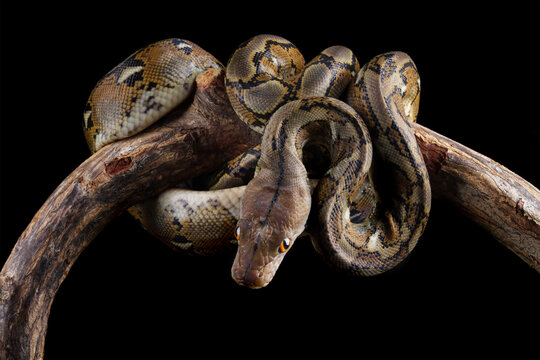 "Asiatic Reticulated Python" Images – Browse 2,333 Stock Photos ...