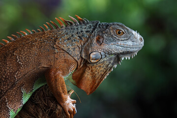 Red iguana head and spikes, closeup head of iguana