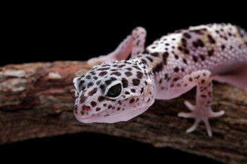 leopard gecko lizard on a wood, eublepharis macularius