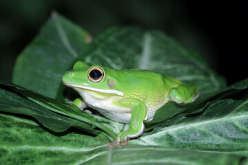 White lipped tree frog on a leaves