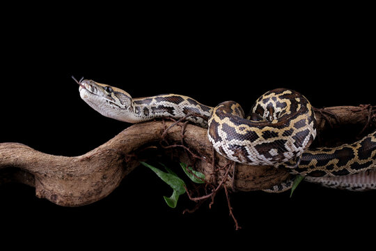 Python molurus bivittatus isolated on black