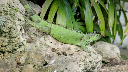 introduced invasive green iguana laying down on a rock  at a wildlife park in florida, usa