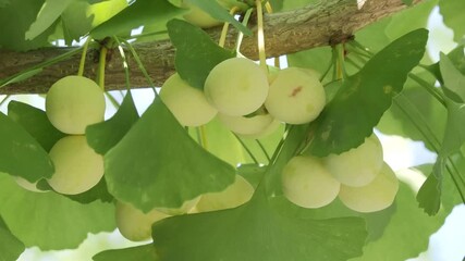 Tokyo, Japan -August 21, 2024: Fresh immature gingko nuts on a tree