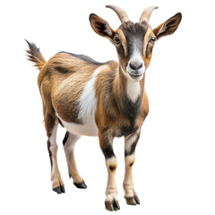 Obraz premium Curious Goat Portrait: A captivating portrait of a brown and white goat, with a curious expression and captivating gaze. The goat is isolated against a white background, creating a clean and modern ae
