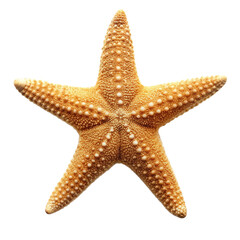 Starfish Isolated on White Background:  A single, intricately detailed starfish, captured in sharp focus against a pristine white background. Its five arms, dotted with delicate bumps, create a captiv