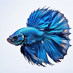 Obraz premium the AI Image Generator, stunning Siamese fighting fish