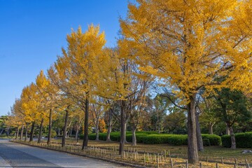青空バックに見るちょうど見頃のイチョウ並木の黄葉情景