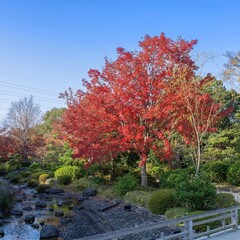 Naklejka premium 青空バックに見るモミジの紅葉と渓流のコラボ情景