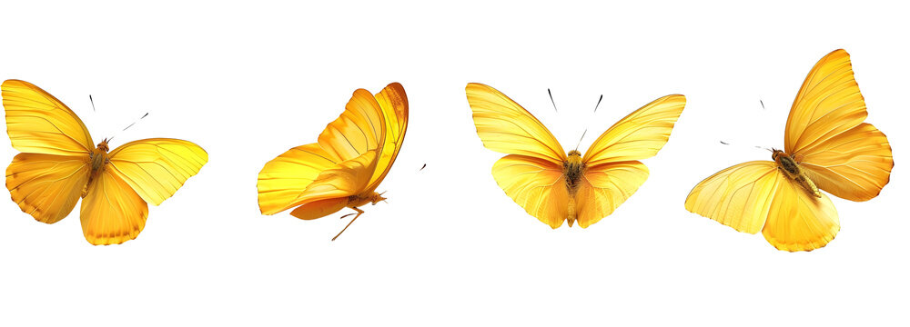 yellow butterflies flying in different directions isolated on transparent background
