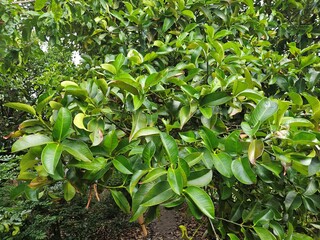 Obraz premium Close up of mangosteen leaves in the garden at Mekong Delta Vietnam. 