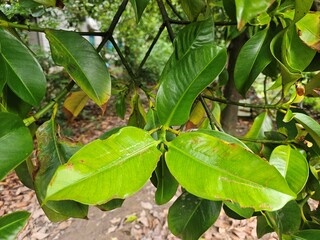 Close up of mangosteen leaves in the garden at Mekong Delta Vietnam.
