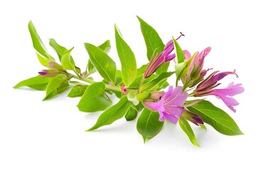 Cuphea Isolated on White Background. Beautiful Cuphea Flower
