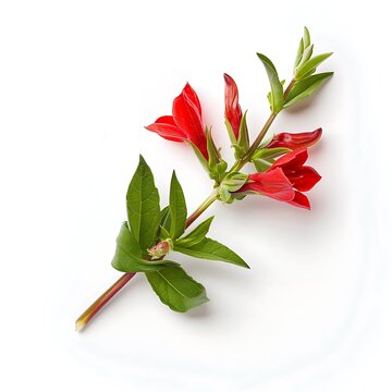 recommend clip art: Cuphea Isolated on White Background. Beautiful Cuphea Flower