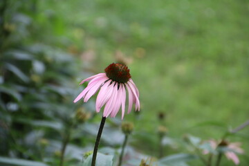 Coneflower #1