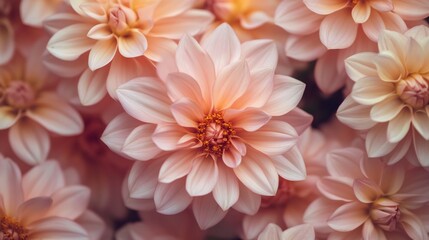 Fototapeta premium Delicate Blush Dahlias in Full Bloom