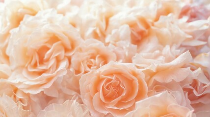 Close-up group pink white roses roses are full Peach pink rose b