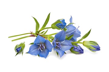 Blue Gentian Isolated on White Background. Beautiful Gentian Flower