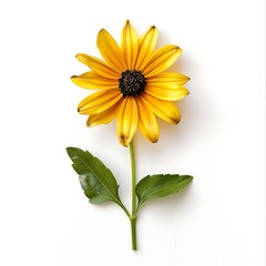 Yellow Gloriosa Daisy Isolated on White Background. Beautiful Gloriosa Daisy Flower