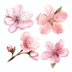 watercolor painting of sakura four collection isolated