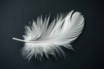 Obraz premium Isolated against a black backdrop is a single white feather. The Swan's Tail, Generative AI.
