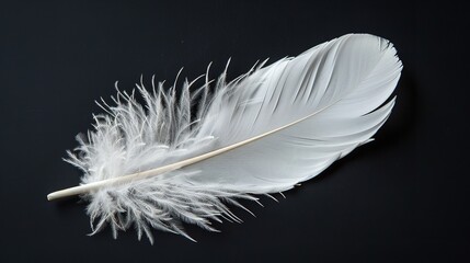 Obraz premium Isolated against a black backdrop is a single white feather. The Swan's Tail, Generative AI.