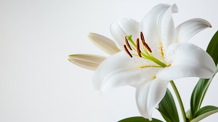 Obraz premium A single white lily flower with green leaves and an orange stigma on a white background.
