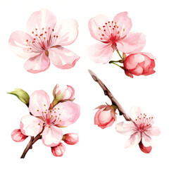 watercolor painting of sakura four collection isolated