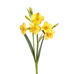 Jonquil Flower on White Background