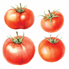 watercolor painting of tomato four collection isolated