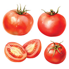 watercolor painting of tomato four collection isolated