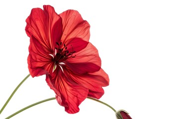 Stock Isolated on White Background. Beautiful Stock Flower