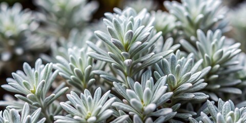 Fototapeta premium A close-up shot of Leucophyta brownii, commonly known as Silver Nugget, showcasing its unique silver foliage , plant, native