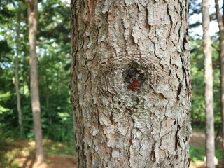 Fototapeta premium 소나무 송진