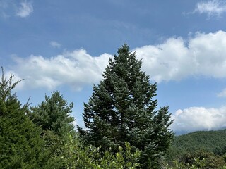 푸른하늘과 소나무