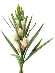 Obraz premium Yucca Isolated on White Background. Beautiful Yucca Flower