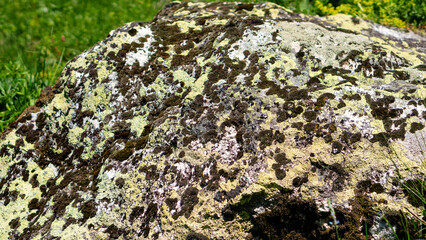 Moss and lichen-covered rock in grassy meadow.