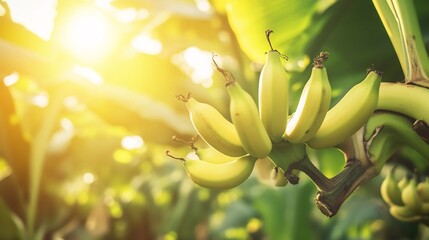 Obraz premium Ripe Bananas on a Branch in the Sunlight