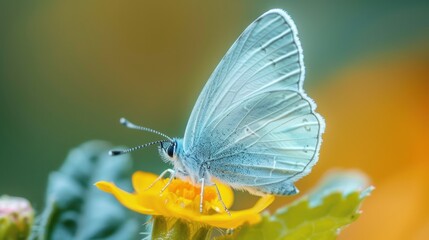 Obraz premium A close-up of a light blue butterfly resting on a delicate flower petal