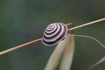 Closeup on a European terrestrial pulmonate gastropod mollusk, Trochoidea elegans from Gard, France
