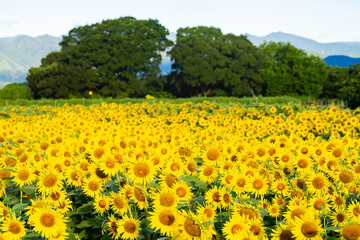 大輪のひまわり　夏イメージ　