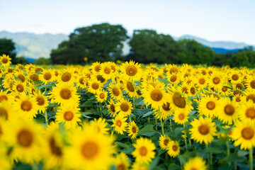 Obraz premium 大輪のひまわり 夏イメージ 