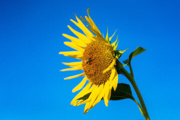 大輪のひまわり　夏イメージ　