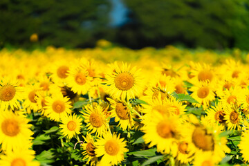 大輪のひまわり　夏イメージ　