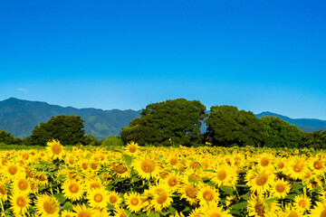 大輪のひまわり　夏イメージ　