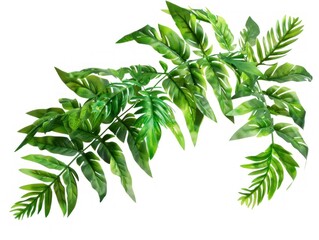 Obraz premium Lush garden shrub, tropical foliage plant, isolated white.