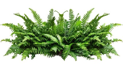 Nature frame layout, Fishtail fern, giant sword fern.