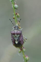 Vertical closeup on a sloe shield bug, Dolycoris baccarum in the Gard, France
