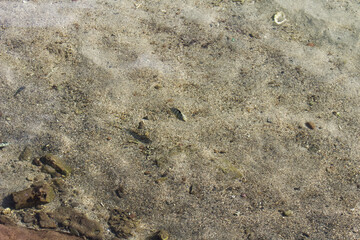 Small Tropical Fish Swimming In Shallow Ocean Water Tahiti