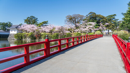 春の小田原城址公園の風景　学橋と満開の桜【神奈川県・小田原市】　
Scenery of Odawara Castle Park in spring. - Kanagawa, Japan