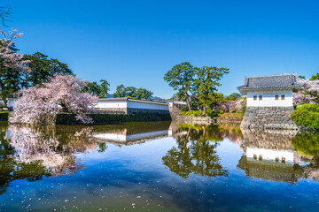 Obraz premium 春の小田原城址公園、桜咲くお堀の風景【神奈川県・小田原市】 Scenery of Odawara Castle Park in spring. - Kanagawa, Japan